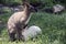 A red necked wallaby with her albino joey