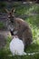 A red necked wallaby with her albino joey