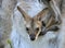 Red-necked wallaby joey in mother`s pouch