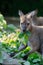 Red-necked Wallaby kangaroo baby graze