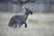 Red-necked wallaby, Macropus rufogriseus
