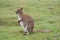 Red-necked Wallaby - Macropus rufogriseus