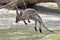 Red-necked Wallaby (Macropus rufogriseus)