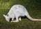 Red-necked wallaby Macropus rufogriseus, Tasman subspecies Bennettâ€˜s Wallaby, albino