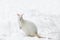 Red-necked Wallaby in snowy winter