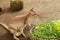 red necklace wallaby or wild western gray kangaroos feeding on fresh green grass and vegetable