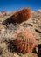 Red Needle Barrel Cactus - Joshua Tree National Park