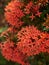 Red needle flowers