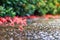 Red needle flowers after being rained, with some flowers falling