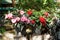 Red New Guinea impatiens flowers in pots