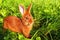 Red New Zealand rabbit in green grass