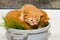 Red newborn kittens sitting in a bowl on a white table without a mother. small blind pets close up