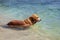 Red Newfoundland, a rescue dog on the sea