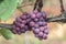 Red Niagara grapes ripening on grape plant in summer time