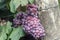 Red Niagara grapes ripening on grape plant in summer time