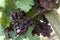 Red Niagara grapes ripening on grape plant in summer time