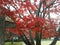 Red nice Maple Leaves of Japan