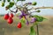 Red nightshade (Solanum dulcamara)