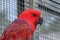 A red noble parrot in side view, sits on a branch