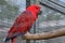 A red noble parrot in side view, sits on a branch
