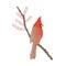 Red Northern Cardinal on tree branch