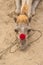 Red nose camel