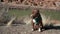 Red nose pit bull dog in a harness is sitting, looking around and sniffing