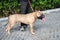 Red nose Pitbull dog with cropped ears standing with his owner