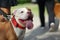 Red nose Pitbull dog smiling face with people background