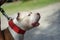 Red nose Pitbull dog smiling face with people background