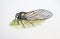 Red-nosed Cicada