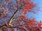 Red November Autumn Tree in Fall