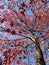 Red November Autumnal Tree