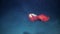 Red nudibranch sea slug Spanish Dancer Hexabranchus sanguineus underwater.