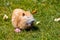 Red nutria gnaws food in the zoo on the lawn