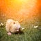 Red nutria sits on the lawn under the yellow sun