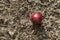 Red Oak Apple Gall with Pollen