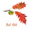 Red oak branch with green leaves and acorns, hand painted watercolor illustration with inscription isolated