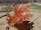 Red Oak Leaf in perfect form at the end of the season.