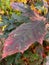 Red oak leaves discolored from green to red in autumn