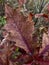 Red oak leaves discolored from green to red in autumn