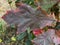 Red oak leaves discolored from green to red in autumn