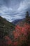 Red Oak Leaves and Stormy Sky\'s