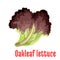 Red oakleaf lettuce vegetable isolated icon