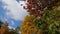 Red oaks with autumn leaves of various tints against sky