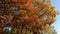 Red oaks with bright autumn leaves of various color tints