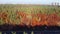 Red oaks on highway roadside in autumn, aerial view