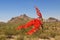 Red Ocotillo Flower in Organ Pipe Cactus National Monument