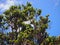 Red Ohi`a Flowers in bloom on branch of tree