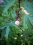 red okra asian herbal plant flowers and leaves selective focus in organic garden